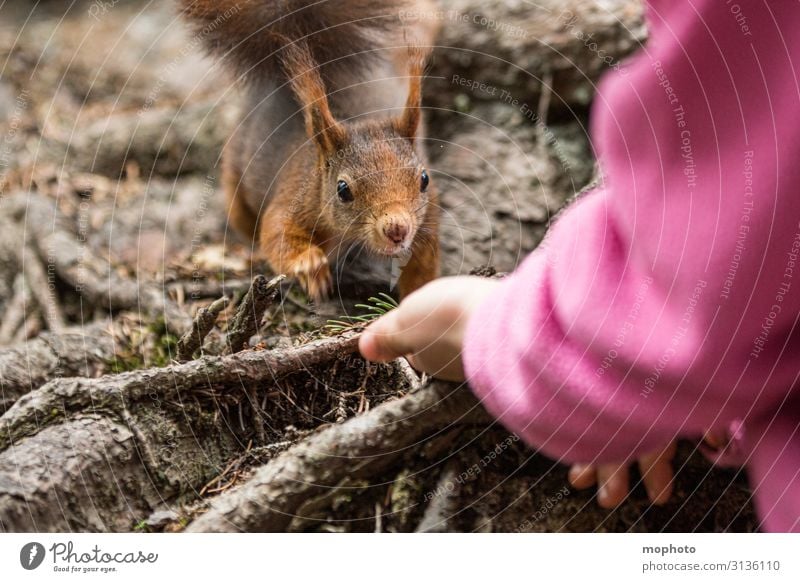 Feeding squirrels #6 Eating Vacation & Travel Trip Child Human being Girl Hand 1 3 - 8 years Infancy Nature Animal Spring Forest Wild animal To feed Sit Wait