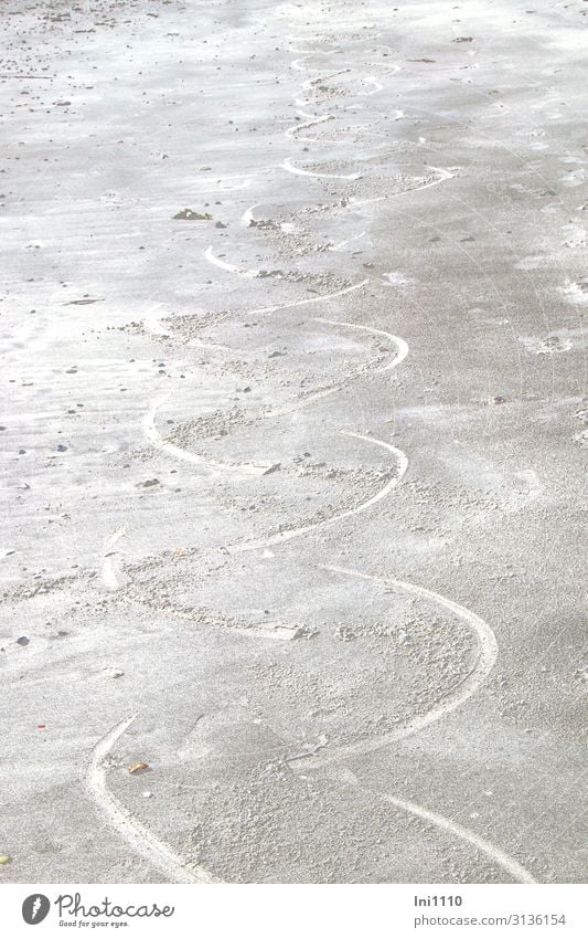 Traces on the beach Nature Sand Summer Coast Beach North Sea Sign Ornament Gray White Tracks Tracking Pattern Seals Sandy beach Helgoland Semicircle Fin Effort