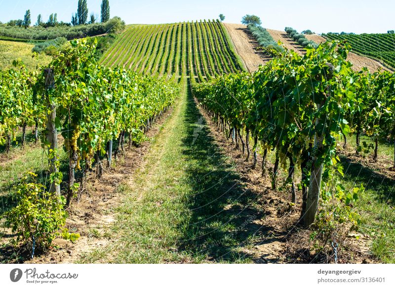 White grape vineyards in Italy. Italian winery. Summer Nature Landscape Plant Leaf Natural Green Perspective Vineyard Bunch of grapes Winery Tuscany country