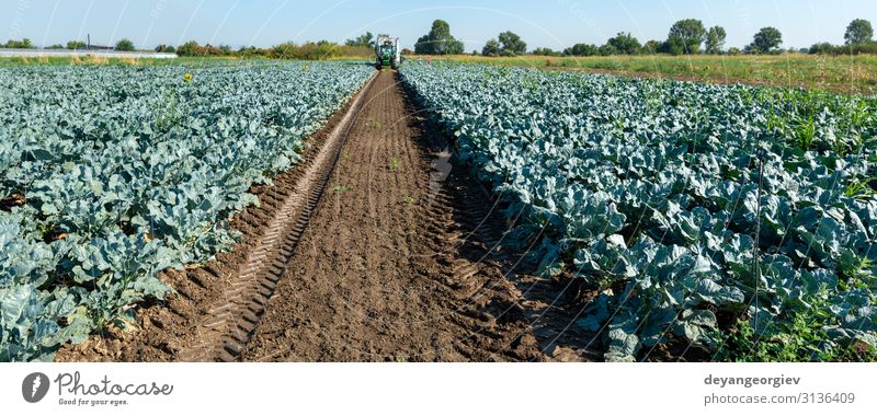 Tractor in broccoli farmland. Big broccoli plantation. Vegetable Vegetarian diet Work and employment Gardening Environment Landscape Plant Earth Leaf Growth