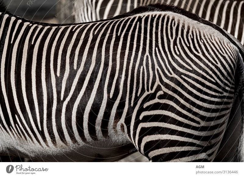 Stripes black white Elegant Nature Animal Wild animal Horse Pelt 2 Stand Esthetic Exotic Near Beautiful Black White Zebra Africa Hind quarters Pattern Muscular