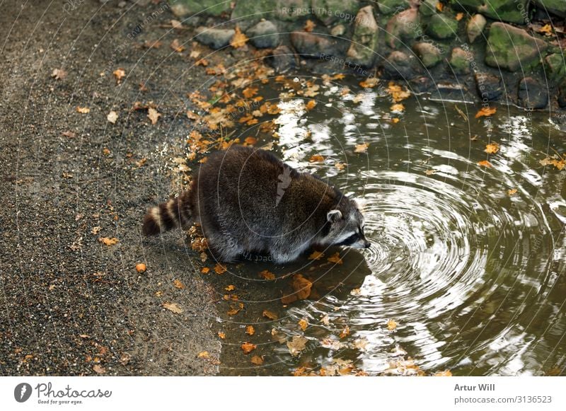 Thirsty raccoon Animal Wild animal Pelt Paw Zoo Petting zoo Raccoon 1 Drinking Love of animals Colour photo Exterior shot Deserted Day Central perspective