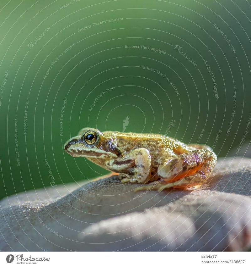 temporise Environment Nature Forest Animal Frog Animal face Amphibian Frogs 1 Crouch Hunting Wait Watchfulness Patient Calm Frog eyes Grass frog Colour photo