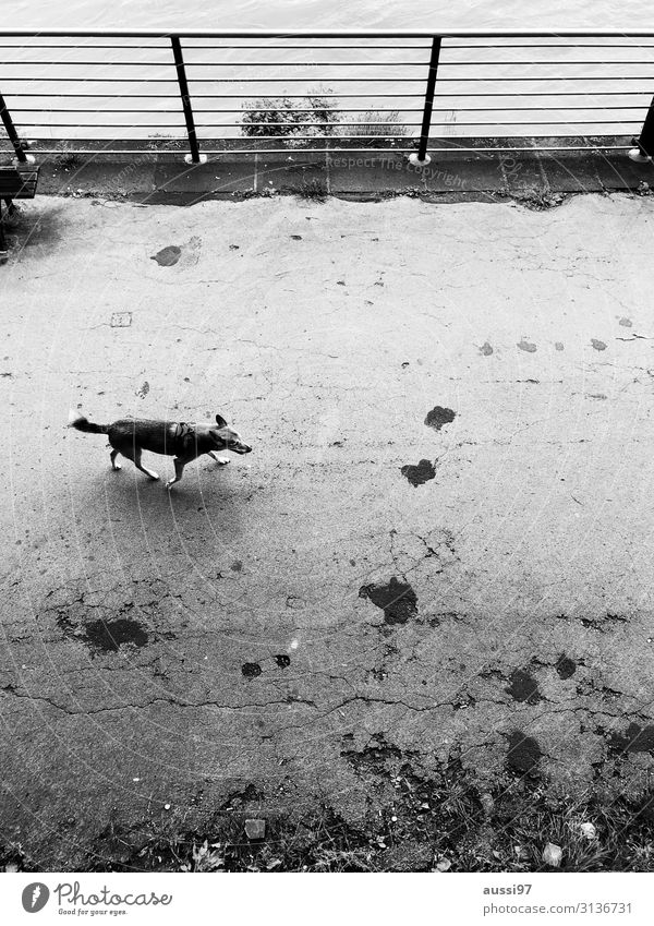 Snooping as usual Dog To go for a walk Promenade Black & white photo Handrail Loneliness Bird's-eye view Prowl