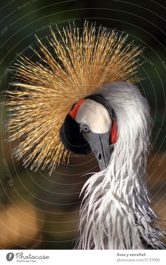 Close-up of a crowned crane Bird Crane Crow Animal Nature Gray Crown Gamefowl Beak Head Black Feather Crest Portrait photograph Beautiful Wild Red Zoo Colour