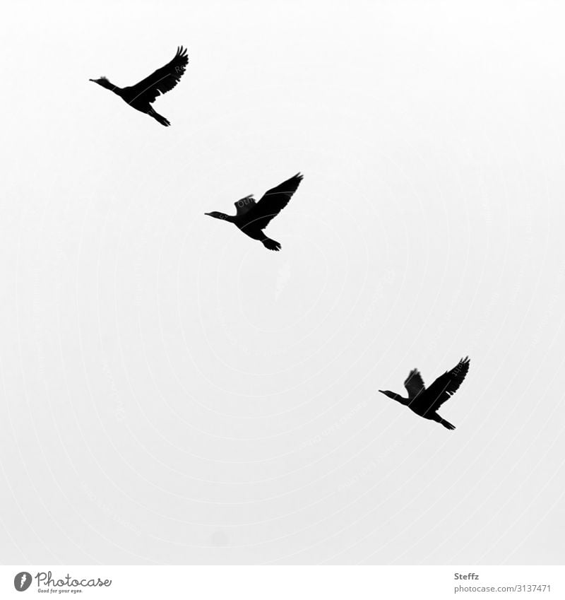 goose fly Migratory birds wild geese goose flight Flight of the birds Upward bird migration Wanderlust Wild Birds upstairs one after the other Instinct