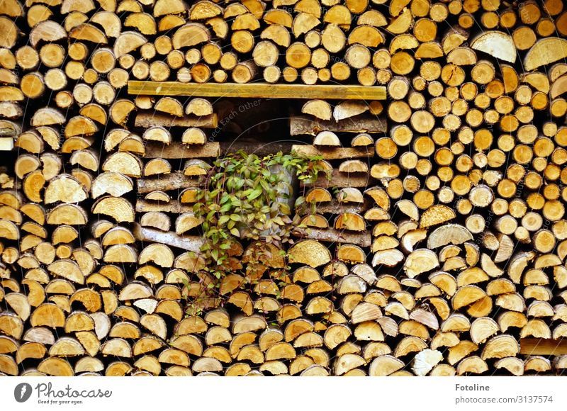 Wood in front of the hut Natural Brown Firewood Stack of wood Colour photo Multicoloured Exterior shot Detail Deserted Day Light Sunlight