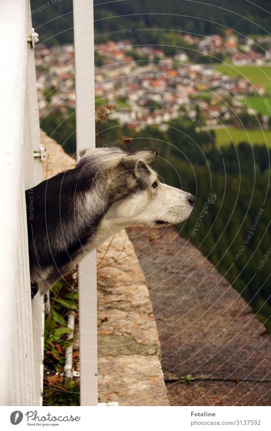 inquisitorial Small Town Populated Animal Pet Dog Animal face Pelt 1 Cuddly Curiosity Soft Husky Valley Looking Colour photo Multicoloured Exterior shot Detail