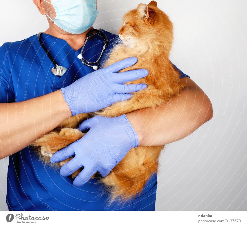 vet in blue uniform and latex gloves Body Medical treatment Illness Medication Examinations and Tests Doctor Hospital Human being Man Adults Hand Animal Gloves