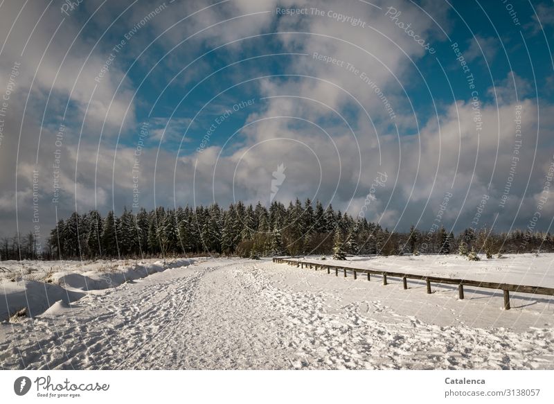 That's how it was on this snowy, sunny winter day Trip Winter Snow Winter vacation Hiking Landscape Sky Clouds Horizon Ice Frost Snowfall Tree Spruce forest