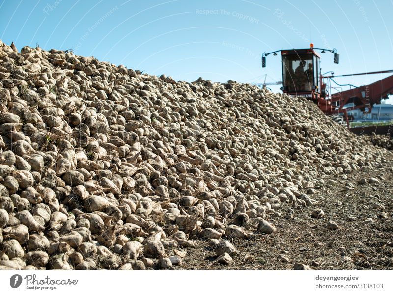 Machine harvest sugar beet. Industry Transport Tractor Trailer Trade Logistics Sugar beet Combine Yield Red beet processing Farm agriculture Crops Harvest sweet