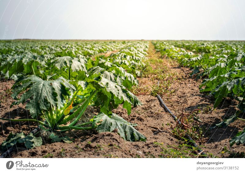 Zucchini in the field. Growing zucchini in rows. Vegetable Fruit Vegetarian diet Summer Garden Nature Landscape Plant Earth Flower Leaf Growth Fresh Natural