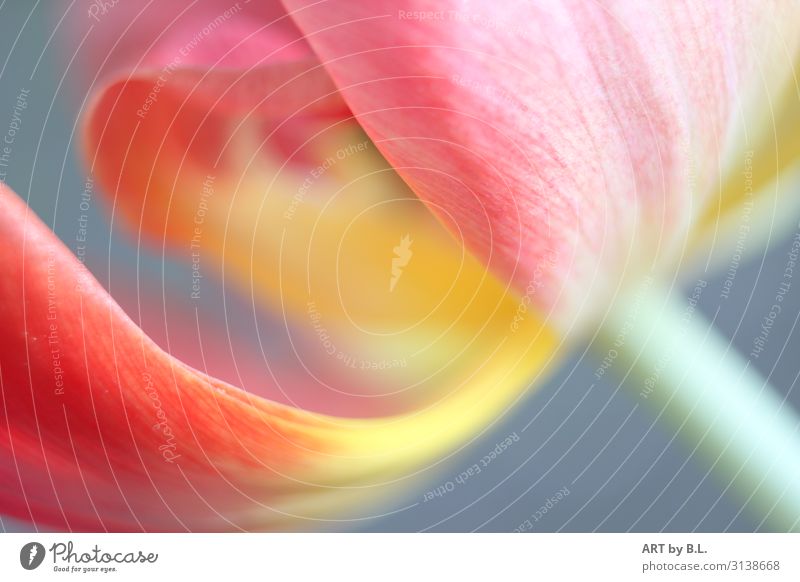 lightness Nature Plant Spring Flower Tulip Blue Yellow Pink Red Colour photo Subdued colour Exterior shot Interior shot Close-up Copy Space right Copy Space top