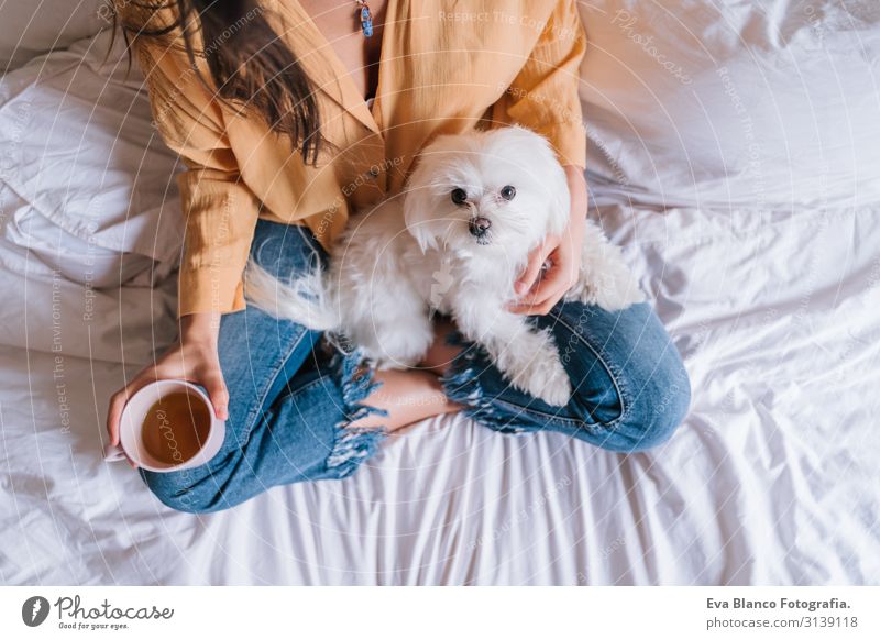 beautiful woman playing with her cute maltese dog at home. Drinking tea or coffee on bed. Relax and Lifestyle Coffee Tea Woman Dog Home Work and employment Bed