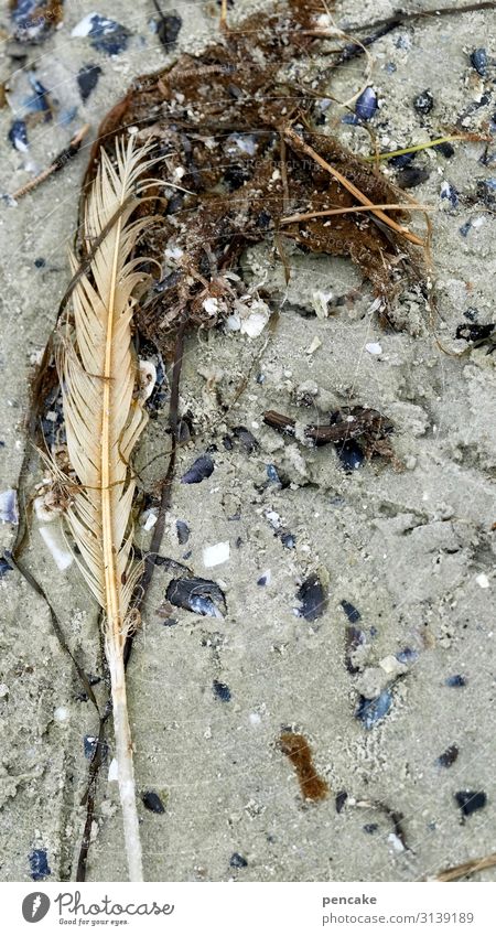 spring-loaded Elements Sand Climate Plant Coast Baltic Sea Animal Bird Sign Loneliness Exhaustion Feather Wet Algae Mussel shell Doomed Seagull Beach
