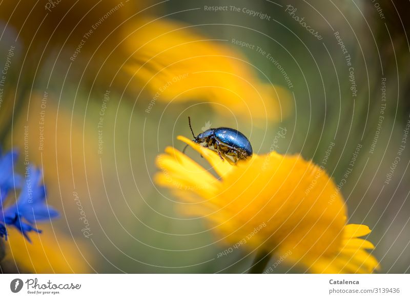 Sky blue leaf beetle crawls on a yellow flower in the flower meadow daylight Day Summer Garden Green fade blossom Animal Insect Blossom Plant flora Nature