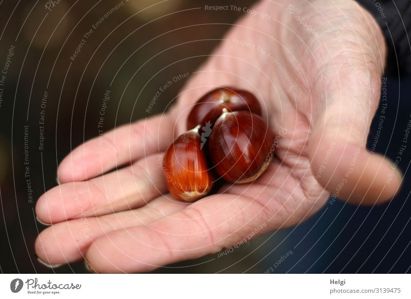 three ripe chestnuts lie in one open hand Hand Fingers Plant Autumn Sweet chestnut Forest To hold on Lie Authentic Fresh Uniqueness Small Natural Brown Pink