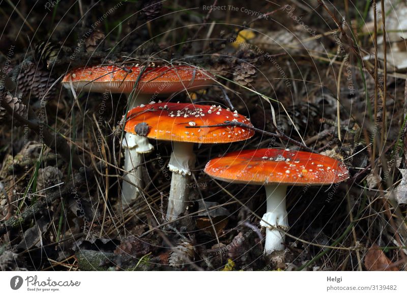 three toadstools stand side by side in the forest Environment Nature Autumn Forest Woodground Stand Growth Esthetic Exceptional Uniqueness Small Natural Brown