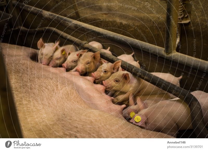 Mother pig locked in a cage with her piglets on a breeding farm Meat Factory Baby Adults Group Nature Animal Farm animal Feeding Sleep Growth Dirty Cute