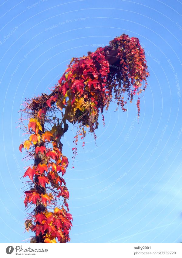 autumnal Cloudless sky Autumn Beautiful weather Plant Virginia Creeper Growth Red Nature Transience Street lighting Overgrown Autumn leaves Tendril Envelop