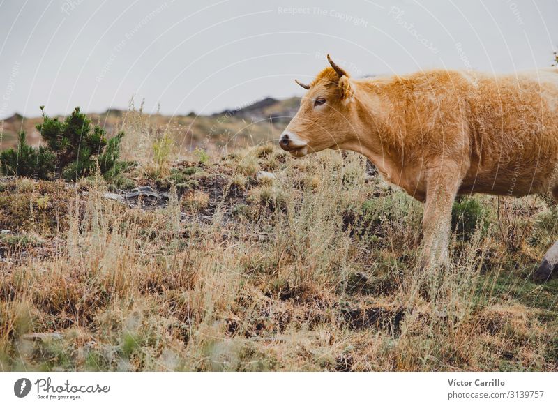 A brown Cow Pasting Free in the Mountains Winter Nature Animal Fog Grass Natural Black White Sierra Nevada background Bull cold country Granada Open
