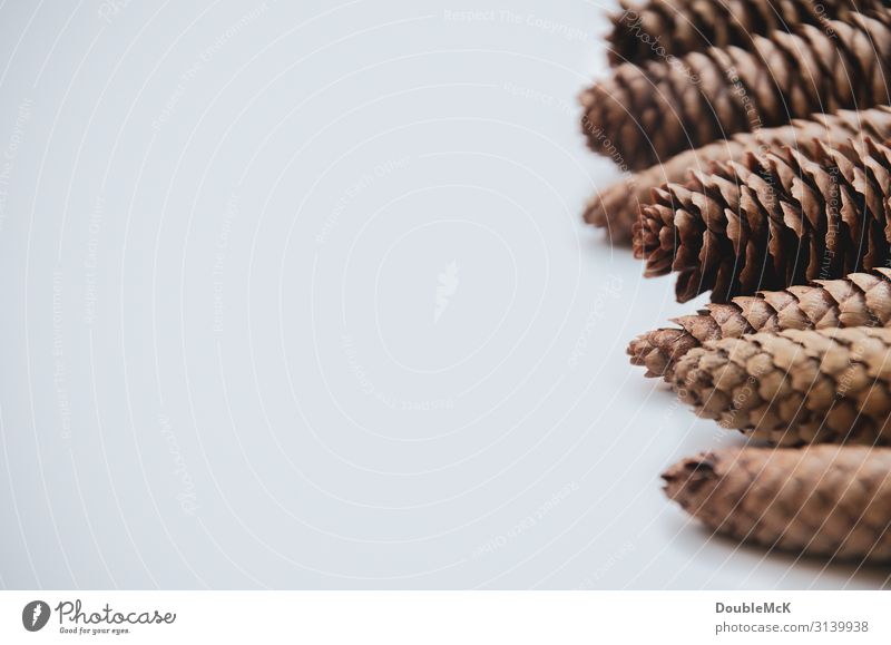 cone tips of fir cones are lined up one behind the other Nature Autumn Winter Forest To fall Lie natural Brown White Together Movement Christmas & Advent Cone