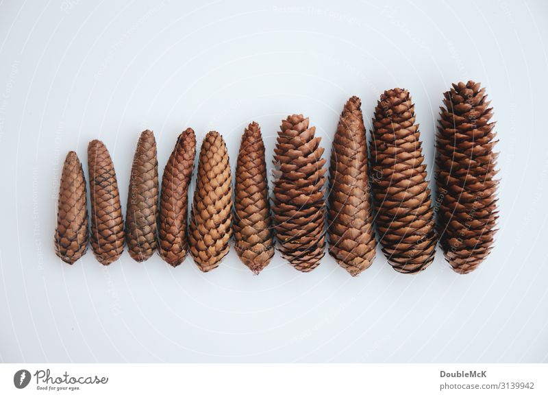 Fir cones lie side by side sorted by size Nature Autumn Winter Forest To fall Lie natural Brown White Together Orderliness Contentment Movement Environment Cone