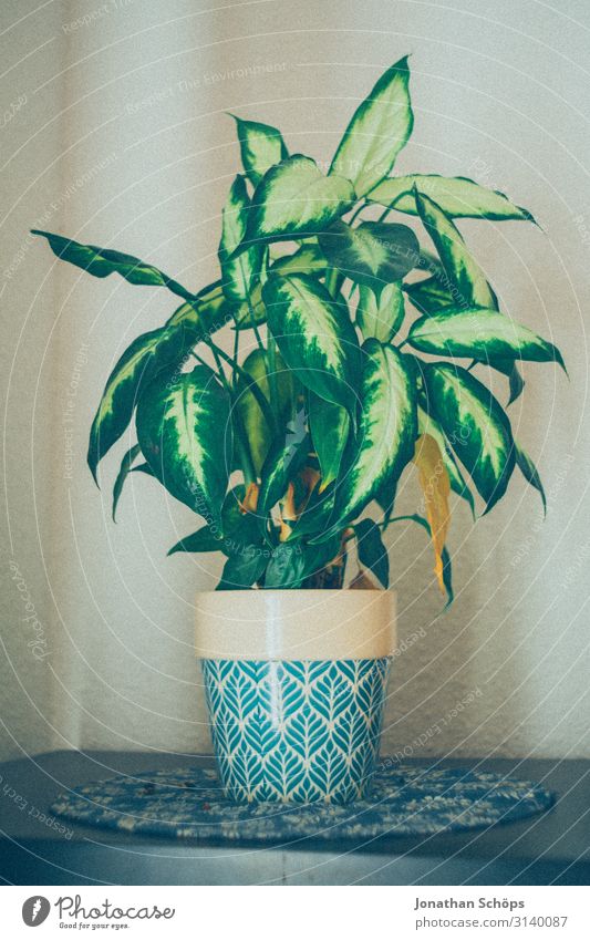 Houseplant in pot on the shelf at home Healthy Green Close-up Colour photo Plant Leaf Agricultural crop Natural Pot plant Foliage plant grow windowsill Window