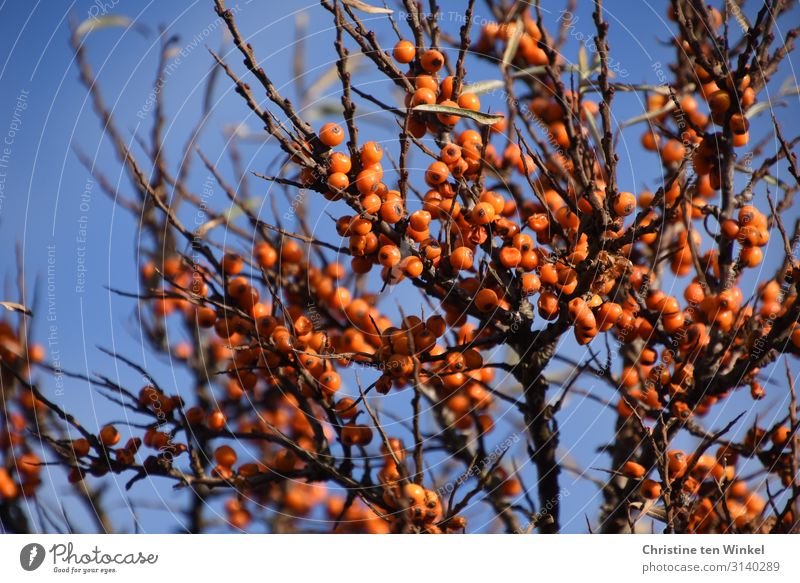Sea buckthorn bush with orange berries in front of a blue sky Fruit Sallow thorn Nutrition Nature Plant Sky Cloudless sky Autumn Bushes Wild plant Berries