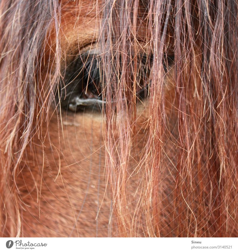 The eye takes the picture, not the camera. Equestrian sports Red-haired Long-haired Animal Farm animal Horse Observe Friendliness Beautiful Cuddly Curiosity