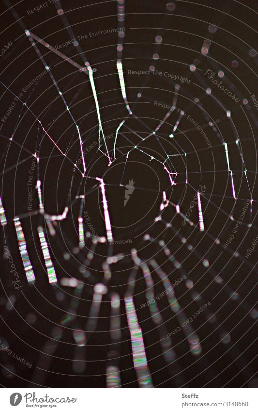 Trash 2019! | Still holes in the net Spider's web Net Network Holes in the net havoc Bizarre Trap Pitted spider's web Asymmetry asymmetric Interlaced Chaos