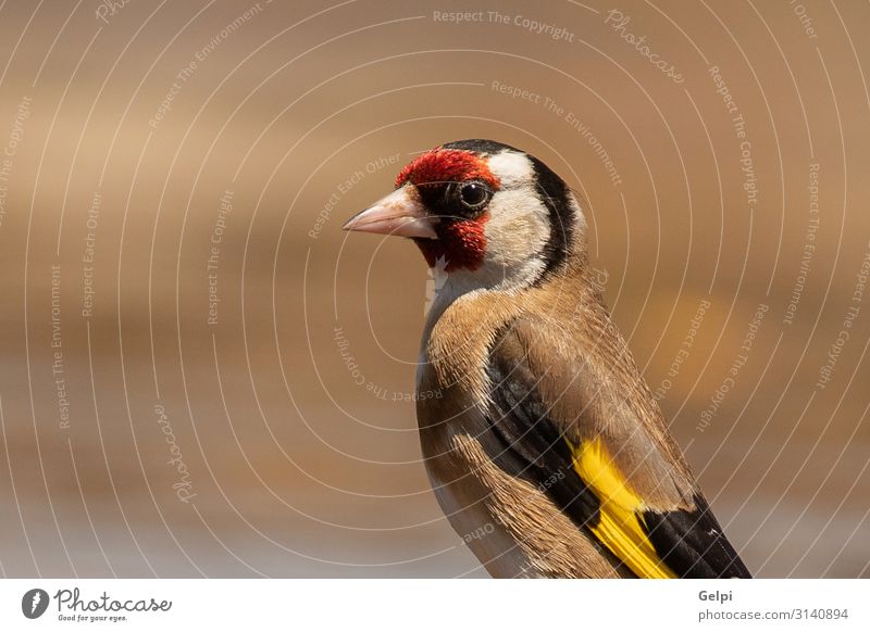 Beautiful portrait of a goldfinch Man Adults Nature Animal Bird Small Cute Wild Brown Yellow Red Black Feather Finch songbird plumage European siskin song bird