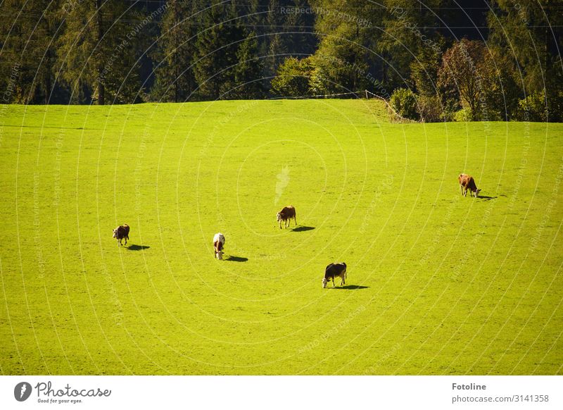 Viewed from above, very small. Environment Nature Landscape Plant Animal Beautiful weather Tree Grass Meadow Field Forest Farm animal Cow Group of animals Herd