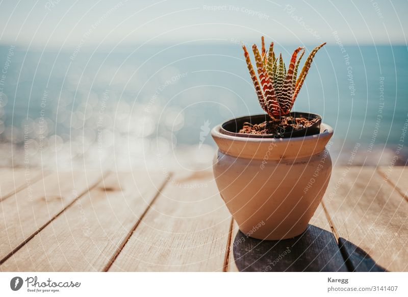 a succulent one and in the background is the blue sea Nature Plant Foliage plant Pot plant Coast Ocean Exotic Blue Orange Emotions Planning green cactus