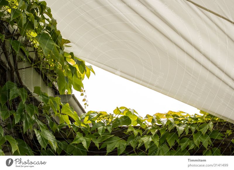 Summer time - awning and ivy covered roof Sun sail Building Roof Ivy vegetation Green Warmth Protection Shadow Exterior shot Deserted Colour photo comfortably