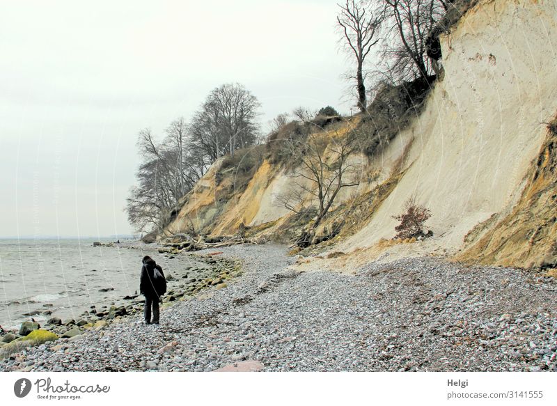 Woman looking for stones on the chalk coast of Rügen Human being Feminine Adults 1 45 - 60 years Environment Nature Landscape Spring Tree Coast Baltic Sea