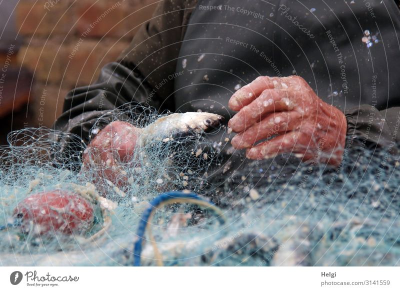 Fisherman's hands remove herring from the fishing net Food Herring Work and employment Fishery Workplace Hand 1 Human being Fishing net Plastic Net To hold on