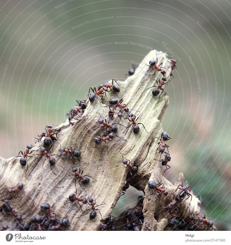 many forest ants are climbing on a tree root in the forest Environment Nature Plant Animal Spring Beautiful weather Branch Forest Wild animal Waldameise Ant