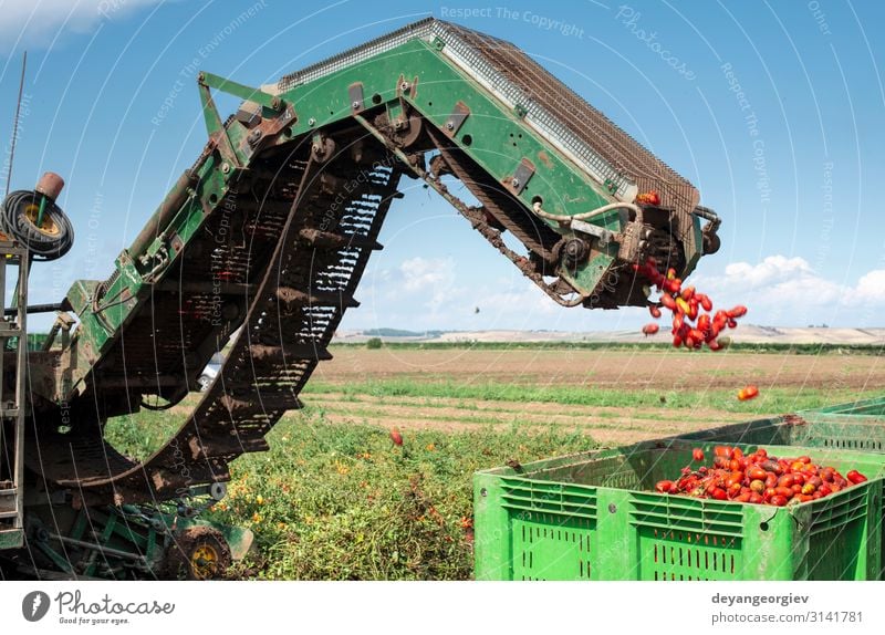 Machine with transport line for picking tomatoes on the field. Vegetable Summer Garden Industry Machinery Technology Nature Plant Tractor Trailer Growth Fresh