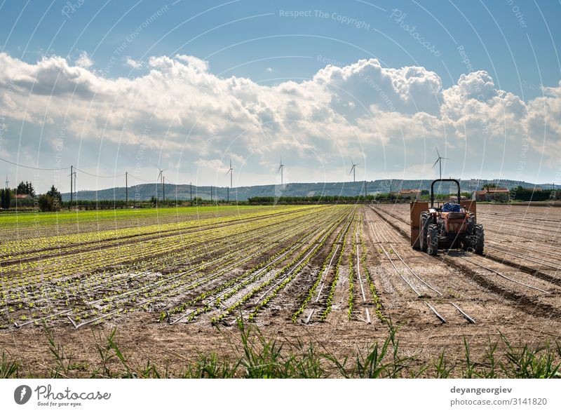 Tractor in lettuce farm. Vegetable Garden Industry Machinery Nature Landscape Plant Growth Natural Green Agriculture field Farm Rural agricultural Farmer