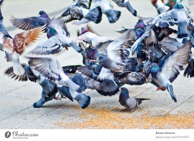 World of animals 15 pigeons city pigeons hungry birds Flying Group of animals Flock of birds Grand piano