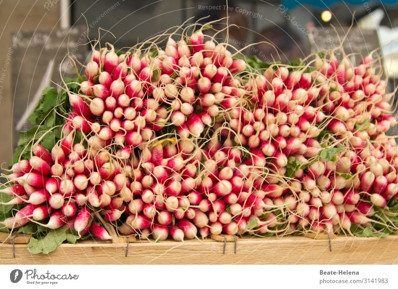 Harvest time 12 harvest season Radish Reddish white Vegetable Food Healthy Nutrition Delicious