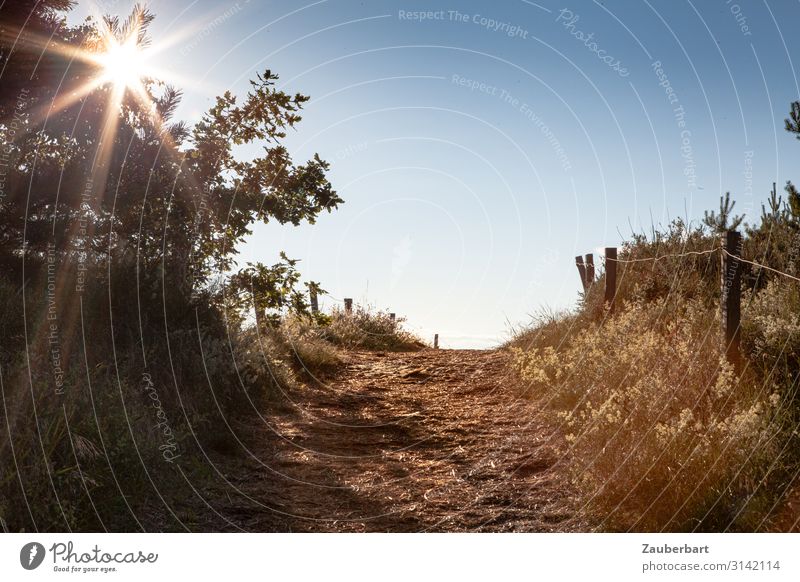 Way to the beach Vacation & Travel Freedom Summer Summer vacation Sun Hiking Landscape Sunlight Beautiful weather Bushes Hill Coast Dune Marram grass Darss