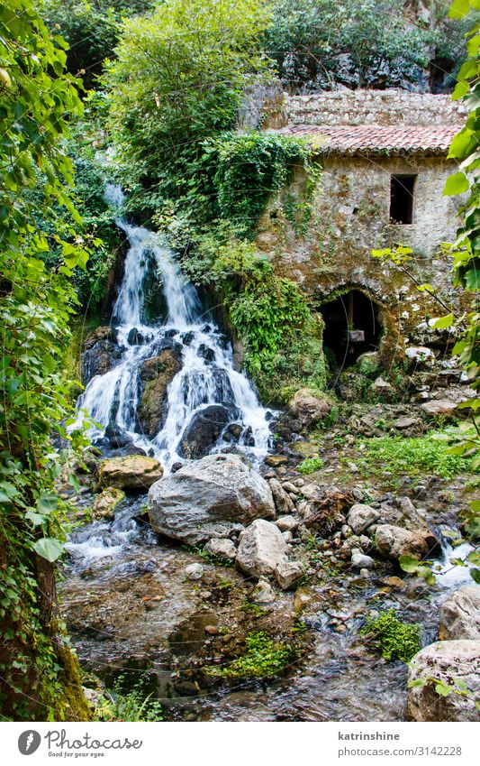 Ancient water mill in the natural reserve of Morigerati Nature Landscape Moss Forest River Oasis Ruin Environmental protection morigerati Mill water will