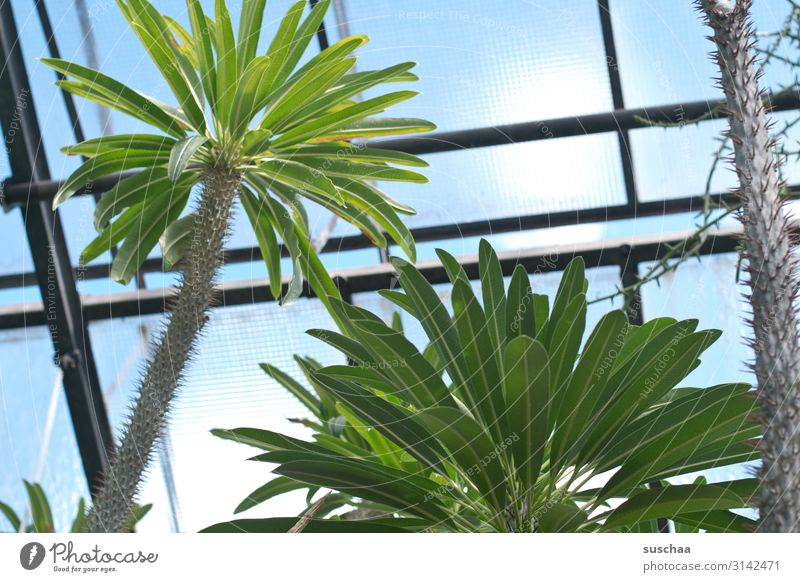 Palm tree in greenhouse Tree Greenhouse Greenhouse Effect Climate Plant Exotic warm Heat heating palm leaves Pane Glass roof Tropical plant Thorny Prickly palm