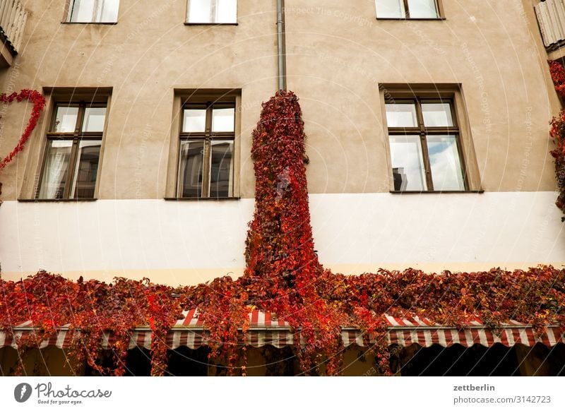 Wine on the facade House (Residential Structure) Apartment Building Town house (City: Block of flats) Facade Old building Window Glazed facade Vine Tendril
