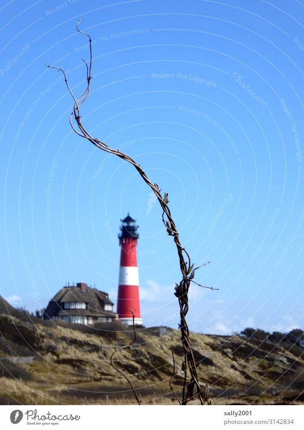 winterly branches in front of a lighthouse... bush shrub Winter Bleak Branch Branchage Shrubbery Lighthouse duene Reet roof red and white Sylt hörnum