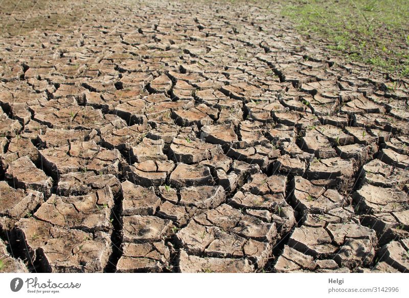 heat-dried soil with cracks and crust formation in a field Environment Nature Landscape Plant Earth Summer Climate Climate change Grass Field To dry up