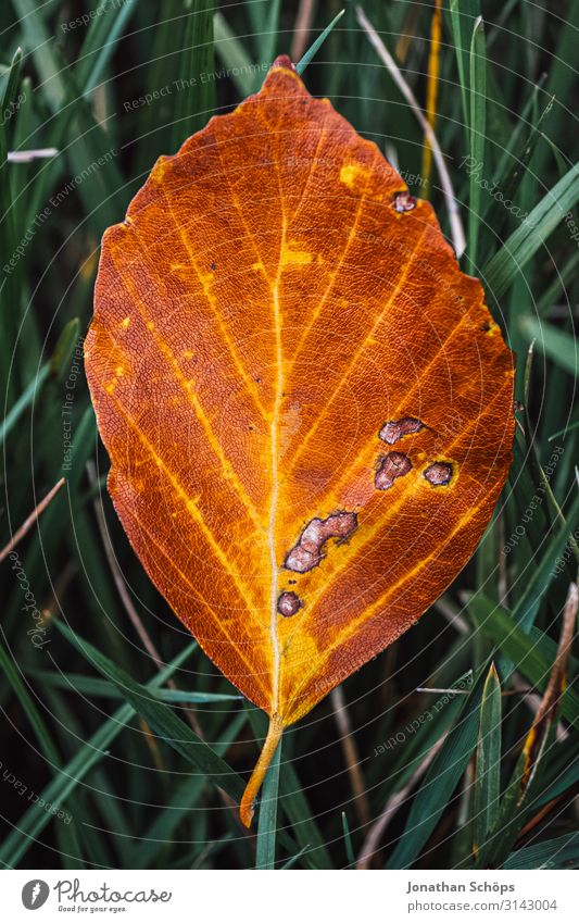 brown autumn leaf Macro on meadow Environment Nature Autumn Garden Park Meadow Forest Brown Green Orange Seasons Old Autumn leaves Autumnal Autumnal colours