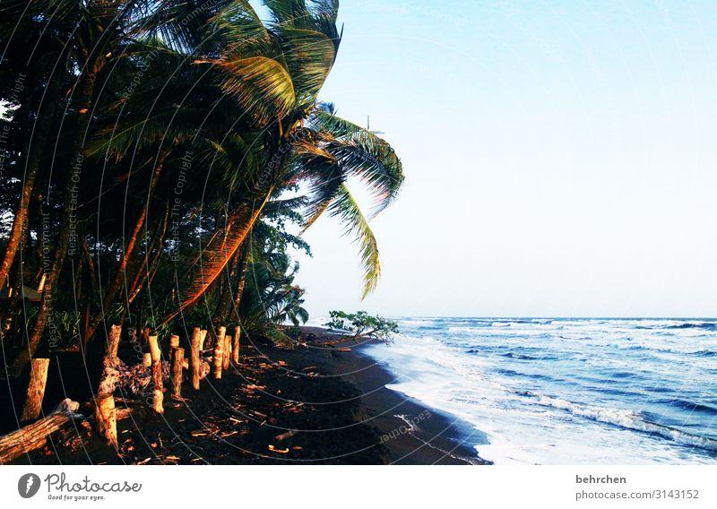 wild and untamed Deserted Exterior shot Colour photo Wild Untouched Wanderlust Gorgeous pretty Caribbean tortuguero Costa Rica Fantastic Exceptional Ocean Beach